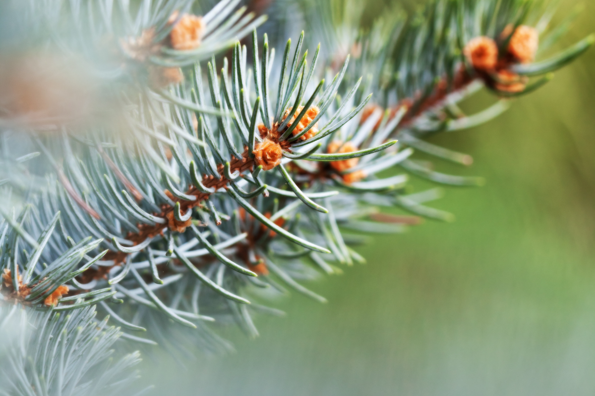 Pine Needle Cleaning Solution