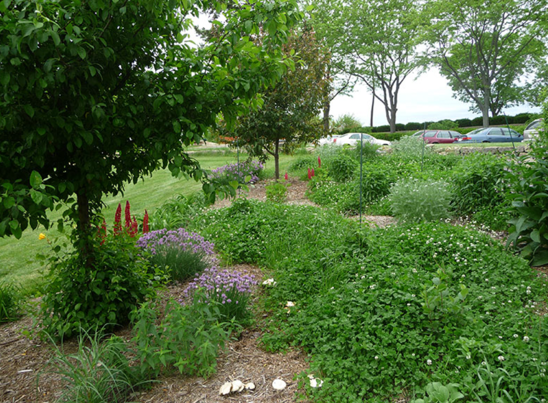 Garden with various plants and flowers, with a parking lot in the background.