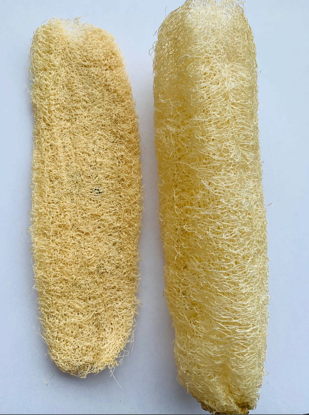 Loofah Sponge